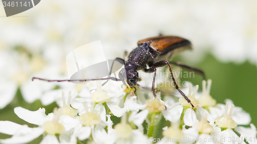 Image of Insect on flower