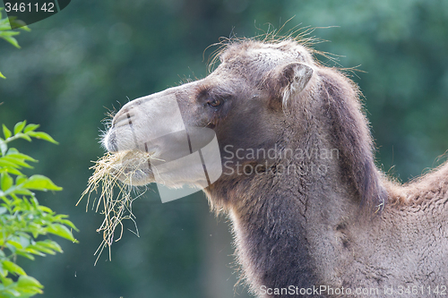 Image of Camel eating grass