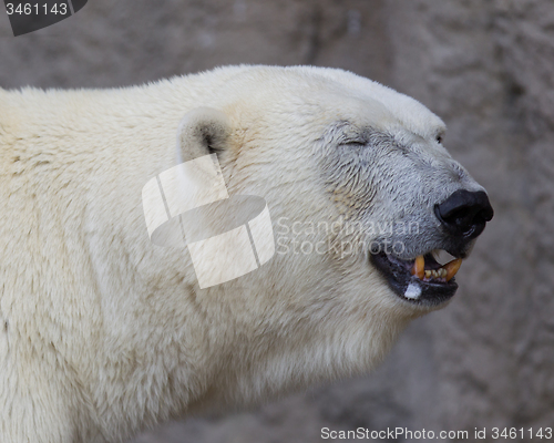 Image of Close-up of a polarbear (icebear)