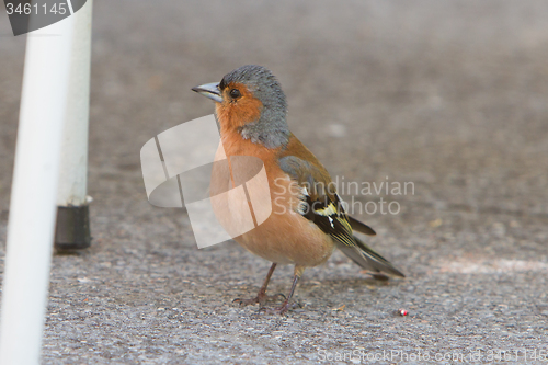 Image of Male finch, selective focus