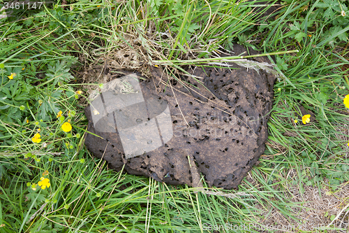 Image of Cow shit in the meadows