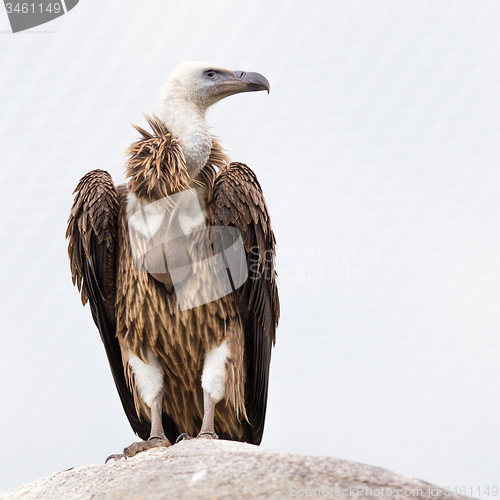 Image of Adult condor