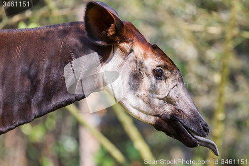 Image of Close-up of an okapi eating