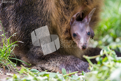 Image of Wallaby with a young joey 