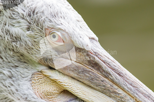 Image of Portrait of a Dalmatian Pelican