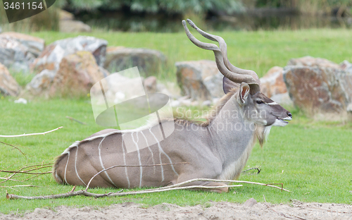 Image of Kudu resting on a green field