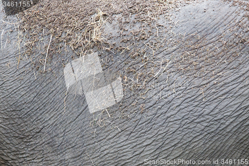 Image of Elephant skin texture abstract background