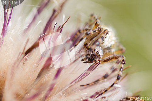Image of Small spider hiding in a flower