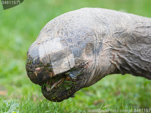 Image of Galapagos giant tortoise eating
