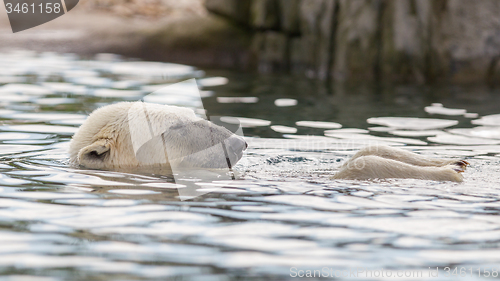 Image of Close-up of a polarbear