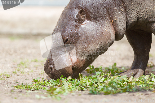 Image of Pygmy hippopotamus (Choeropsis liberiensis)