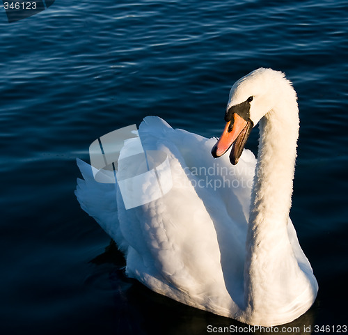 Image of Swan