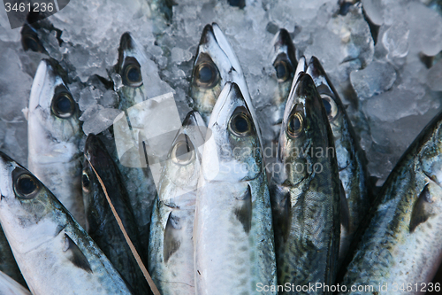 Image of Fish market