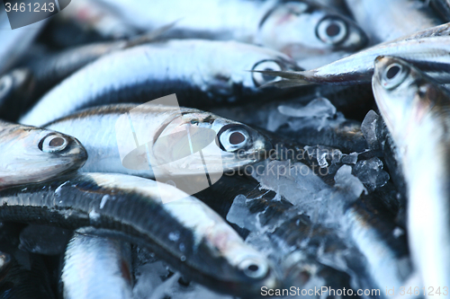 Image of Fish