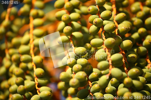 Image of Fruits