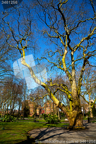 Image of park in london spring sky and   tree 