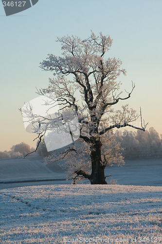 Image of Wintertree