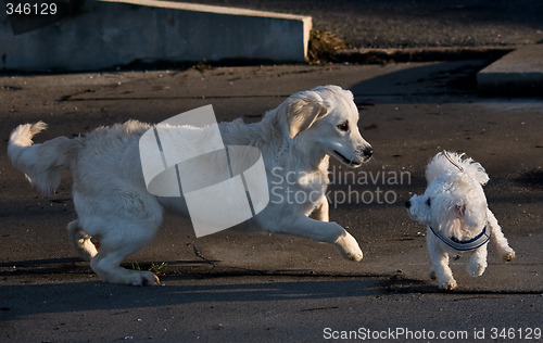 Image of Playing dogs