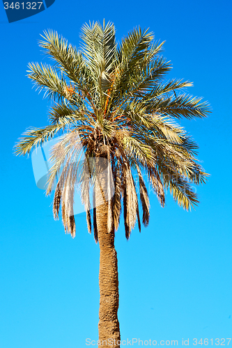 Image of tropical palm in morocco alone   and the sky