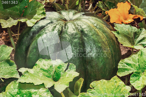 Image of Large pumpkin among green leaves in the garden.