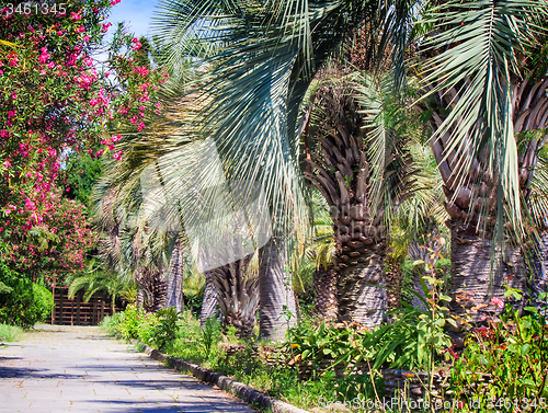 Image of Alley in the Park with beautiful southern flowering plants.