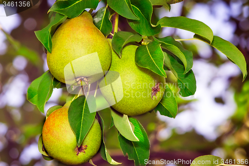 Image of Appetizing ripe pears on a tree branch.