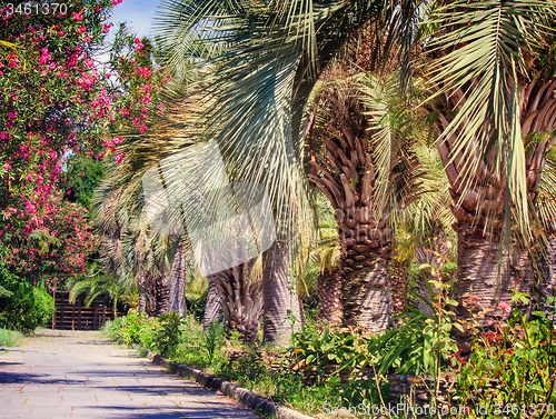 Image of Alley in the Park with beautiful southern flowering plants.