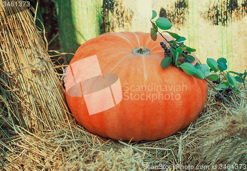 Image of Big ripe bright orange pumpkin, and corn grain cereals.