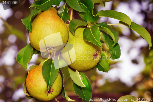 Image of Appetizing ripe pears on a tree branch.