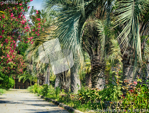 Image of Alley in the Park with beautiful southern flowering plants.