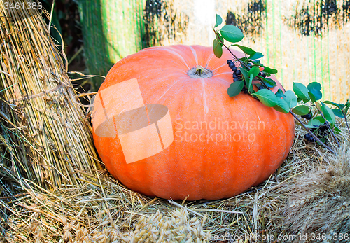 Image of Big ripe bright orange pumpkin, and corn grain cereals.