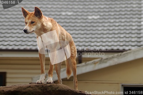Image of Australian dingo