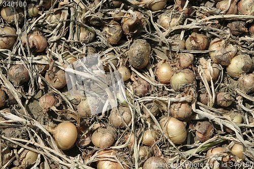 Image of onions background