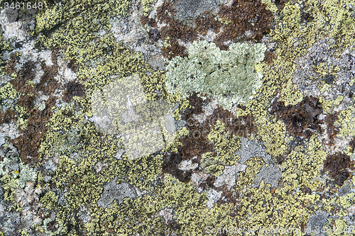 Image of lichen