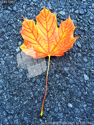 Image of Orange maple leaf