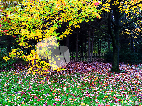 Image of Autumn trees and fallen leaves