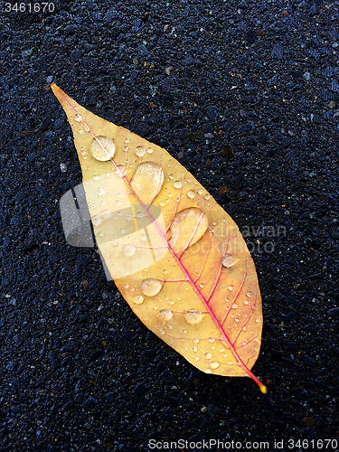 Image of Autumn leaf with raindrops