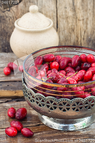 Image of Cornel berries with herbaceous medicinal shrub