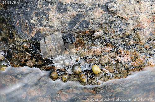 Image of water snails