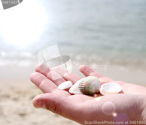 Image of Scallop