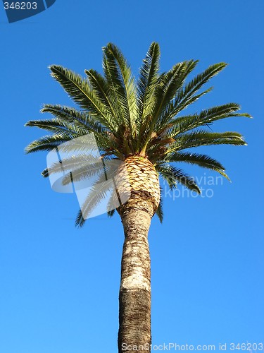 Image of palm tree