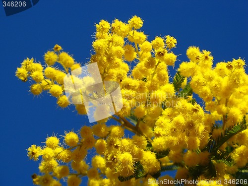 Image of mimosa flowers