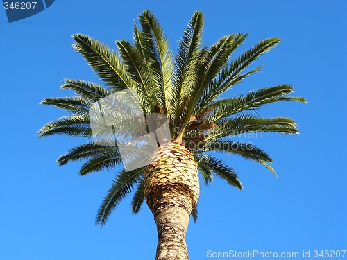 Image of palm tree