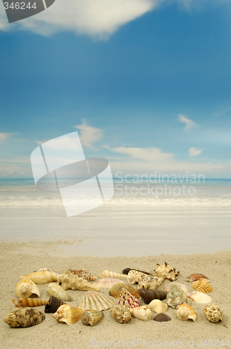 Image of Shell collection on beach