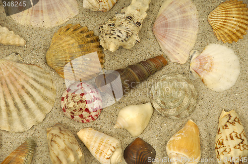 Image of Shells in the sand