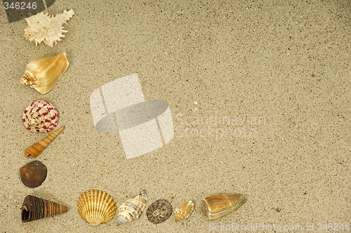 Image of Shells in the sand