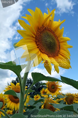 Image of sunflower