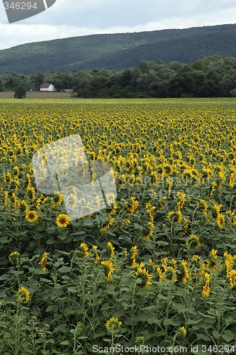 Image of sunflower field