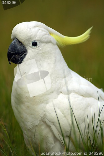 Image of parrot detail