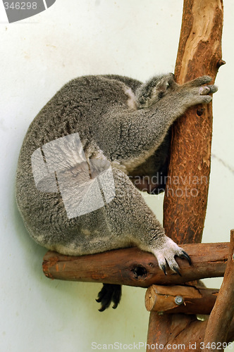 Image of sleeping koala